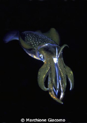 Night Hunter: Nikon D100, 105 micro,twin strobo
Lembeh S... by Marchione Giacomo 